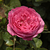 Roza - Nostalgična vrtnica - Chantal Mérieux